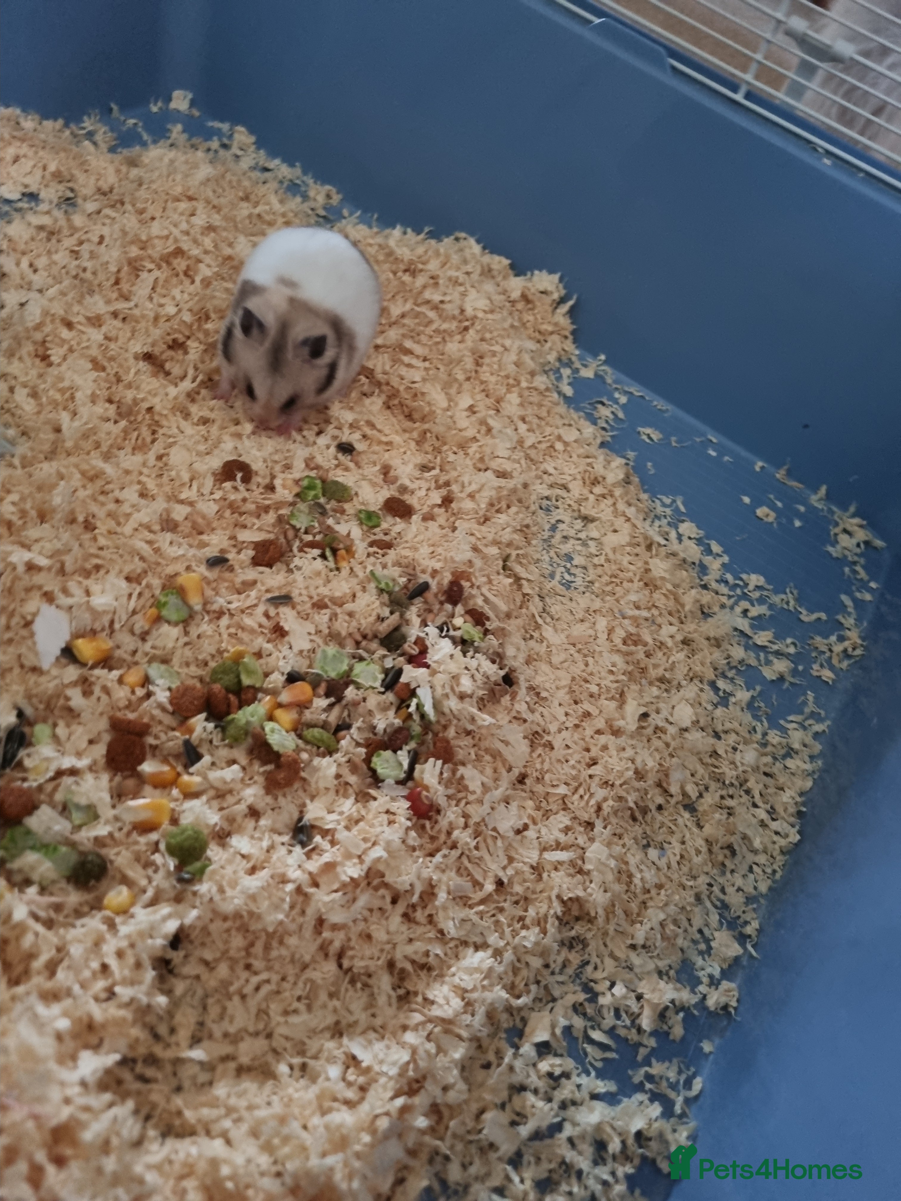 Hamster rodents Hamster and cage  - Advert 10