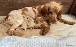 Mixed Breed dogs for sale: Golden doodle x Cocker Spaniel puppies  - Image 2