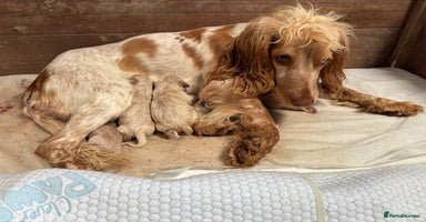 Mixed Breed dogs - Advert 7