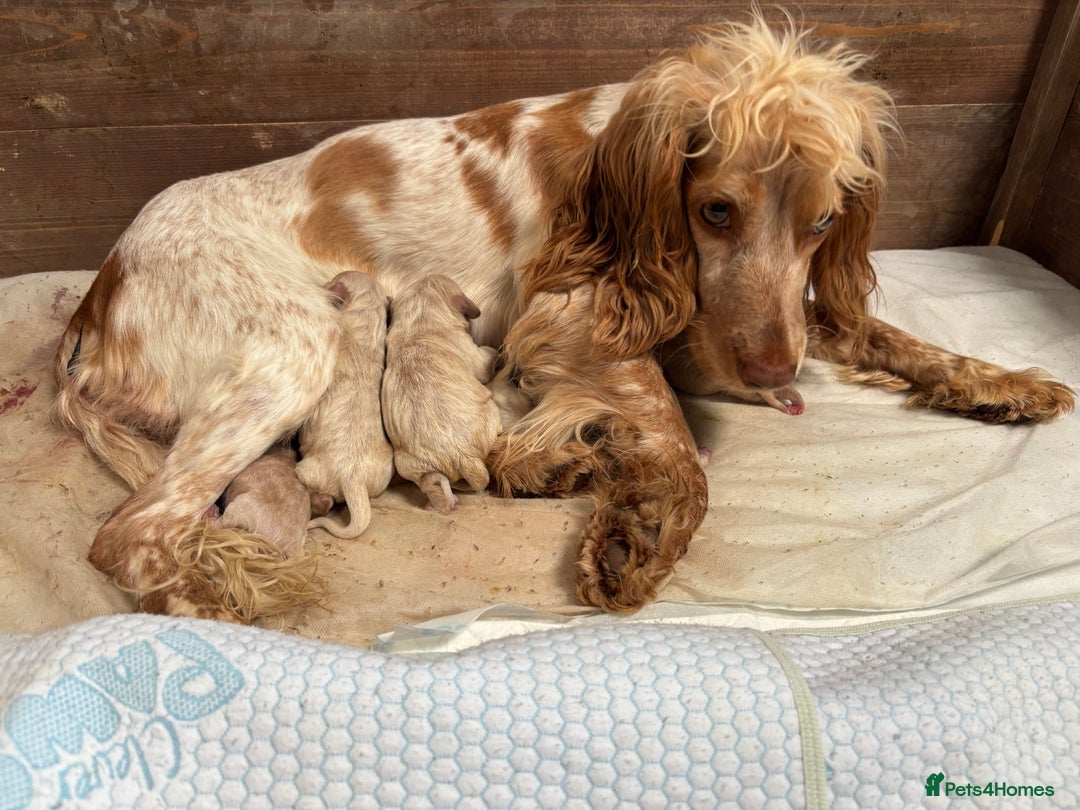 Mixed Breed dogs for sale: Golden doodle x Cocker Spaniel puppies  - Image 2