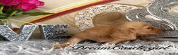 Miniature Dachshund dogs for sale: Beautiful Long Coat Miniature Dachshund Puppies in Worthing - Advert 5