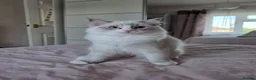 Ragdoll cats for sale: Ragdoll kittens are looking for forever home  - Advert 15