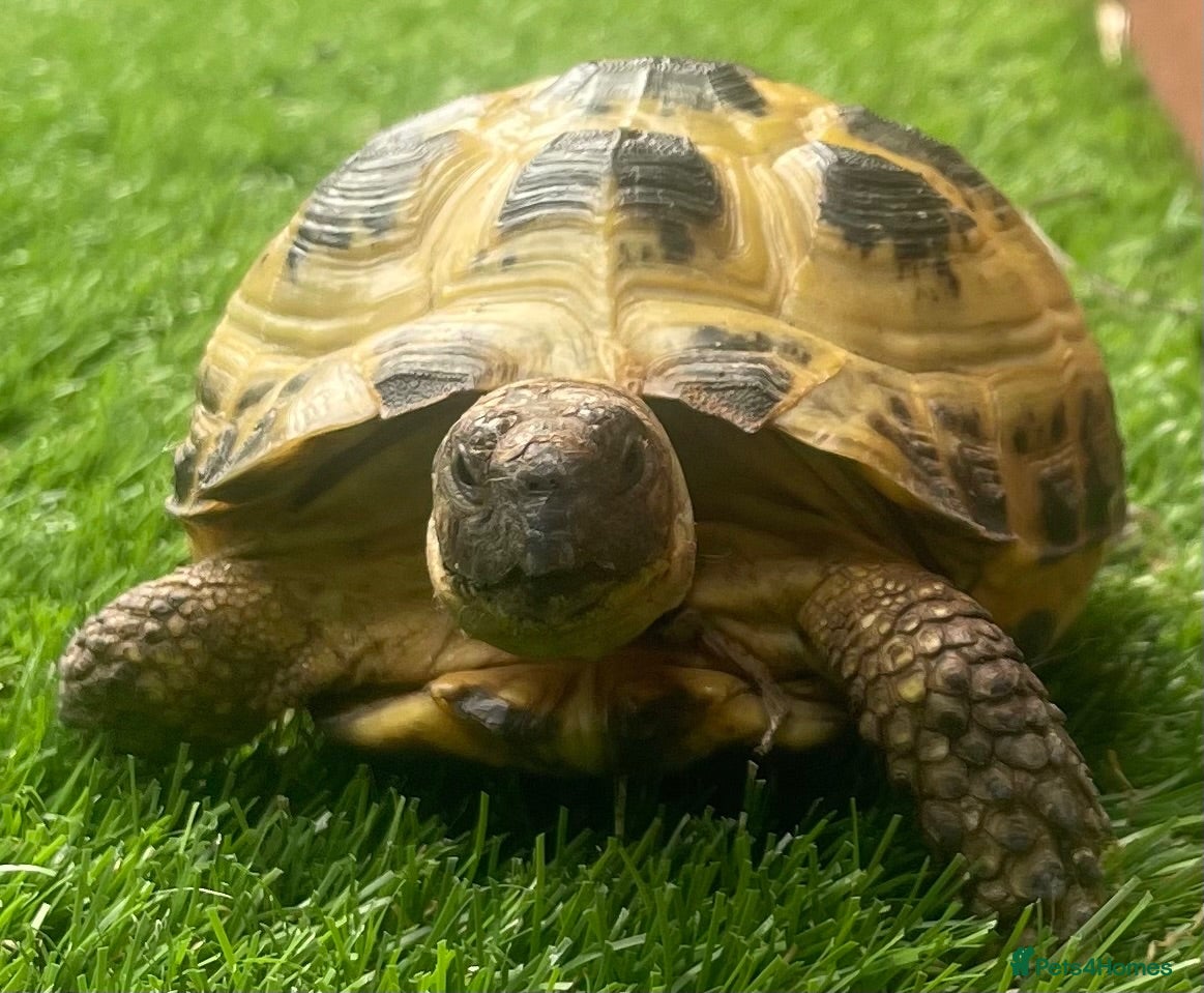 Tortoise reptiles Horsfield Tortoise - Advert 2