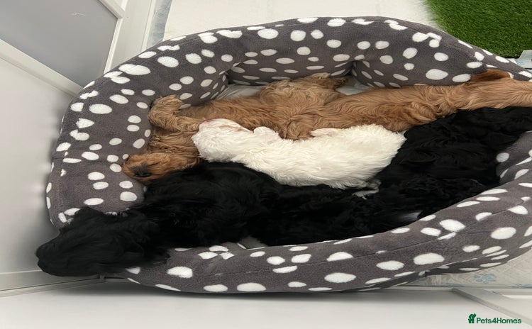 Cavapoo dogs - Advert 6