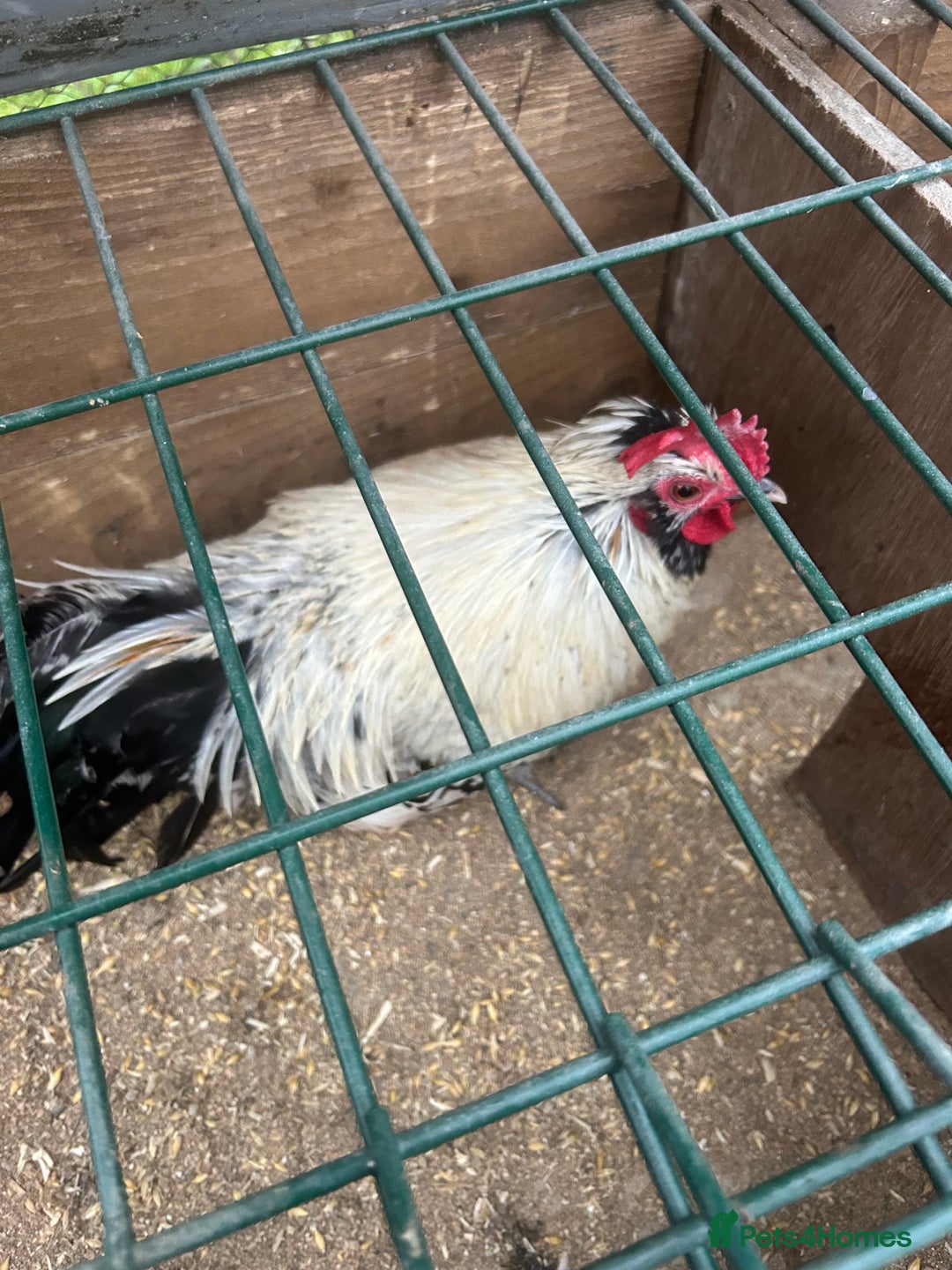 Chickens poultry for sale: Bantams for sale - Advert 3
