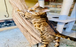 Bengal cats for sale: Top quality pure breed bangal kittens available  - Image 16