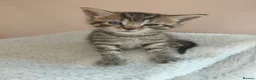 Maine Coon cats for sale: Half Main coon kittens  - Advert 20