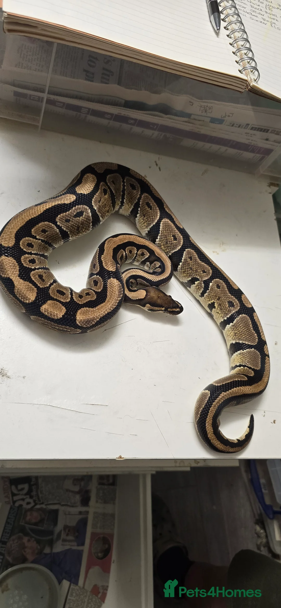 Python Snake reptiles for sale: Various Ball Pythons in Wellingborough - Advert 19