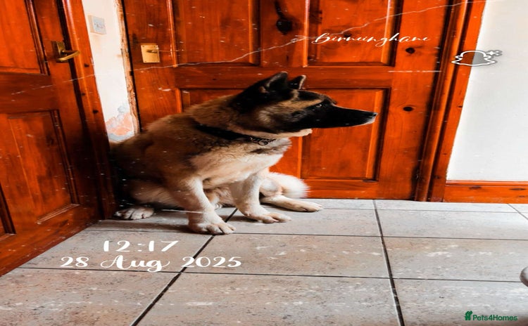 Akita dogs - Advert 6