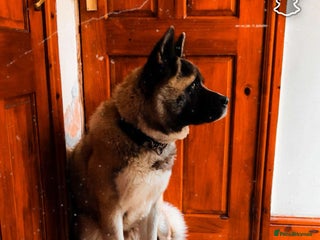 Akita dogs - Advert 16