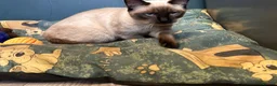 Siamese cats for sale: Stormy - Advert 4