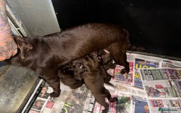 Labrador Retriever dogs for sale: Beautiful kc working type chocolate lab pups  - Image 10