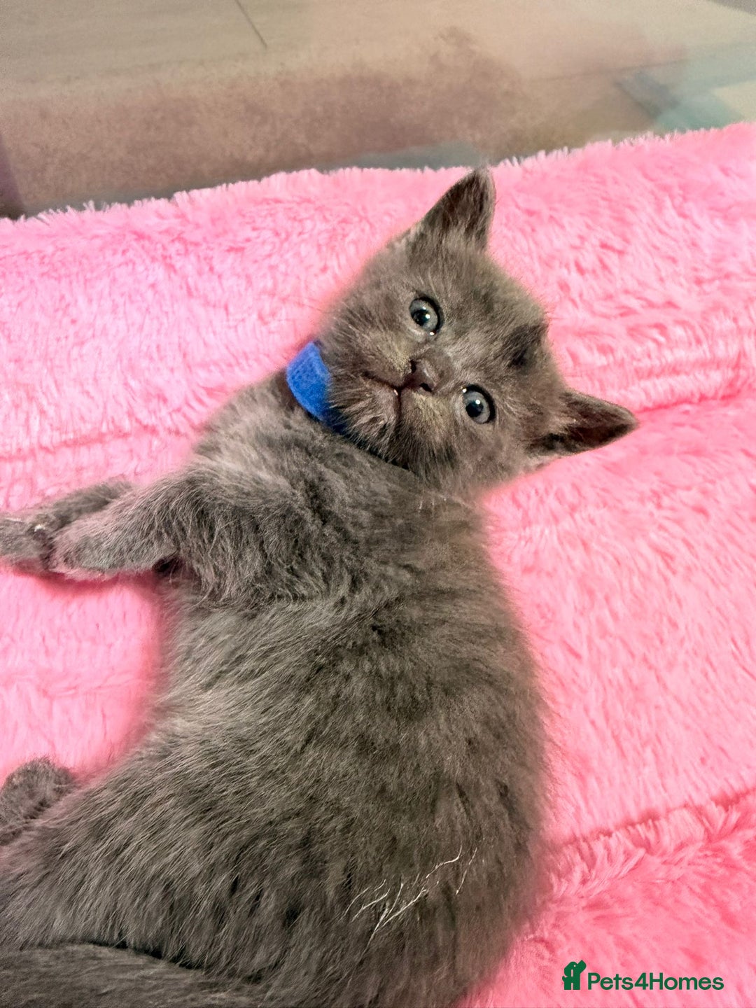 Ragdoll cats for sale: Ragdoll mix kitten - 5 Boys - Advert 3