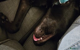Mixed Breed dogs for sale: Lab-Staffy cross 8 months - Image 19