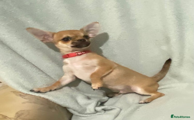 Chihuahua dogs - Advert 1