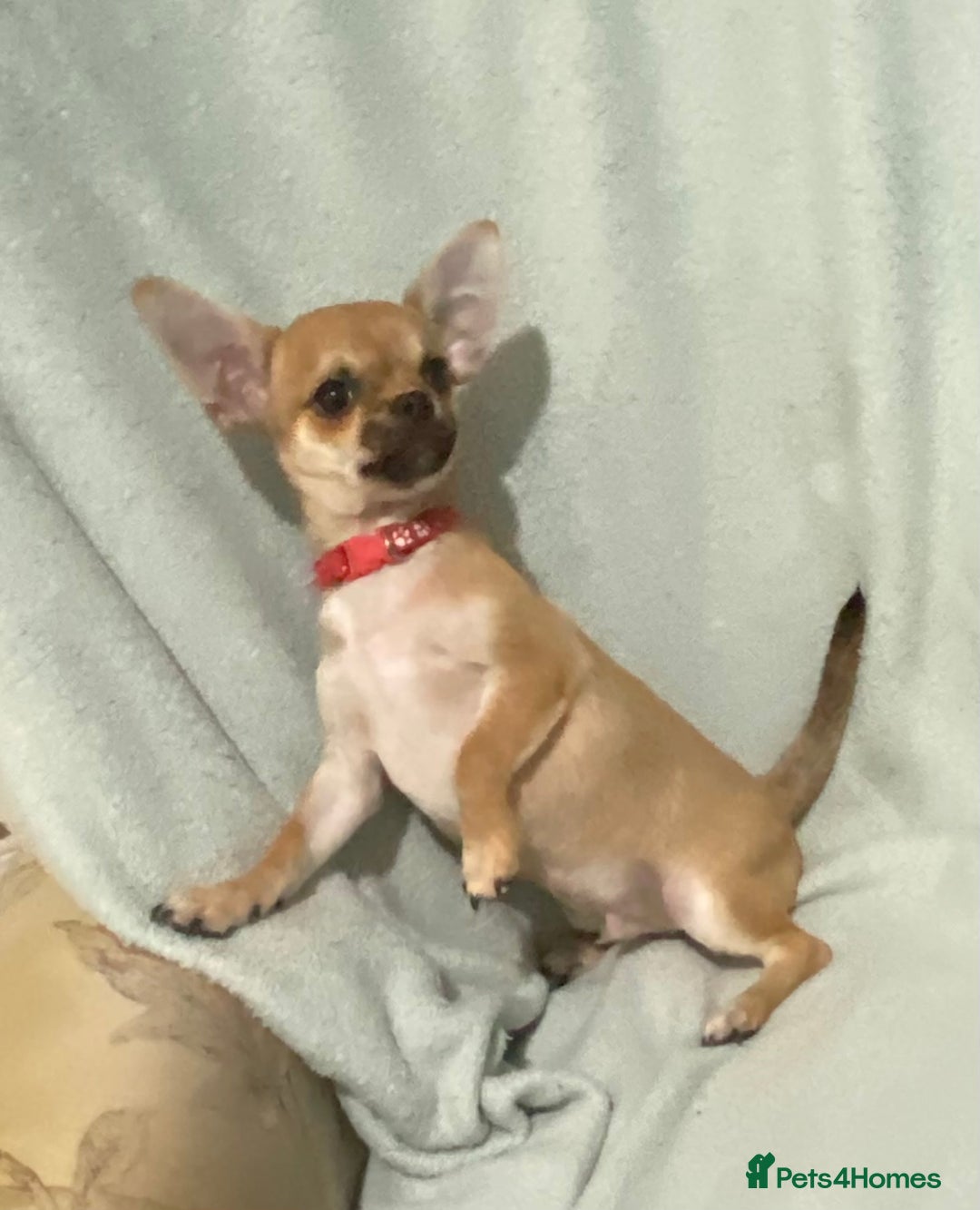Chihuahua dogs for sale: 1 male and 1 female smooth coat Chihuahua - Image 1