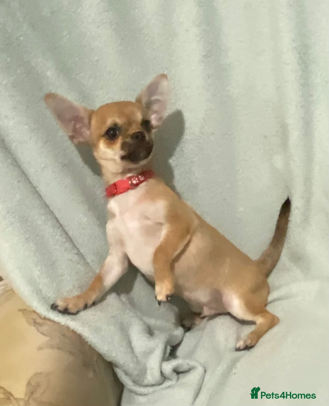 Chihuahua dogs for sale: 1 male and 1 female smooth coat Chihuahua - Advert 1