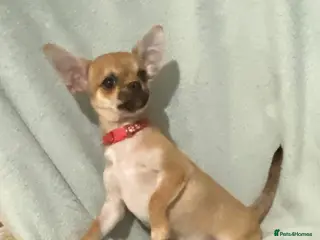 Chihuahua dogs 1 male and 1 female smooth coat Chihuahua - Advert 17