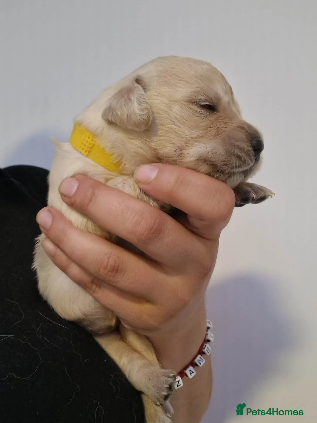 Golden Retriever dogs for sale: 🐾 Pure Golden Retriever puppies 🐾 - Advert 34