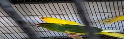 Parakeets birds for sale: Baby Kakarikies  - Advert 3