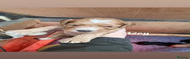 Cockapoo 4