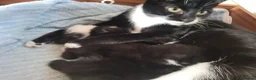 Mixed Breed cats for sale: Gorgeous kittens - Advert 1