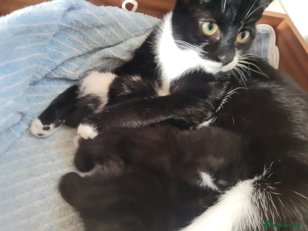 Mixed Breed cats for sale: Gorgeous kittens - Advert 1