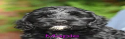 Cockapoo dogs for sale: 🌟 Vet-Checked F2 Cockapoo Girls – Ready 24 July🐾 - Advert 6