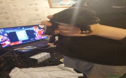 Mixed Breed dogs for sale: Border collie and springerdor puppies - Image 5