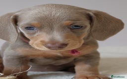 Miniature Dachshund dogs for sale:  🌟5StarsLicense+Holistic+KC+VetChecked+PRA Clear+ - Image 14