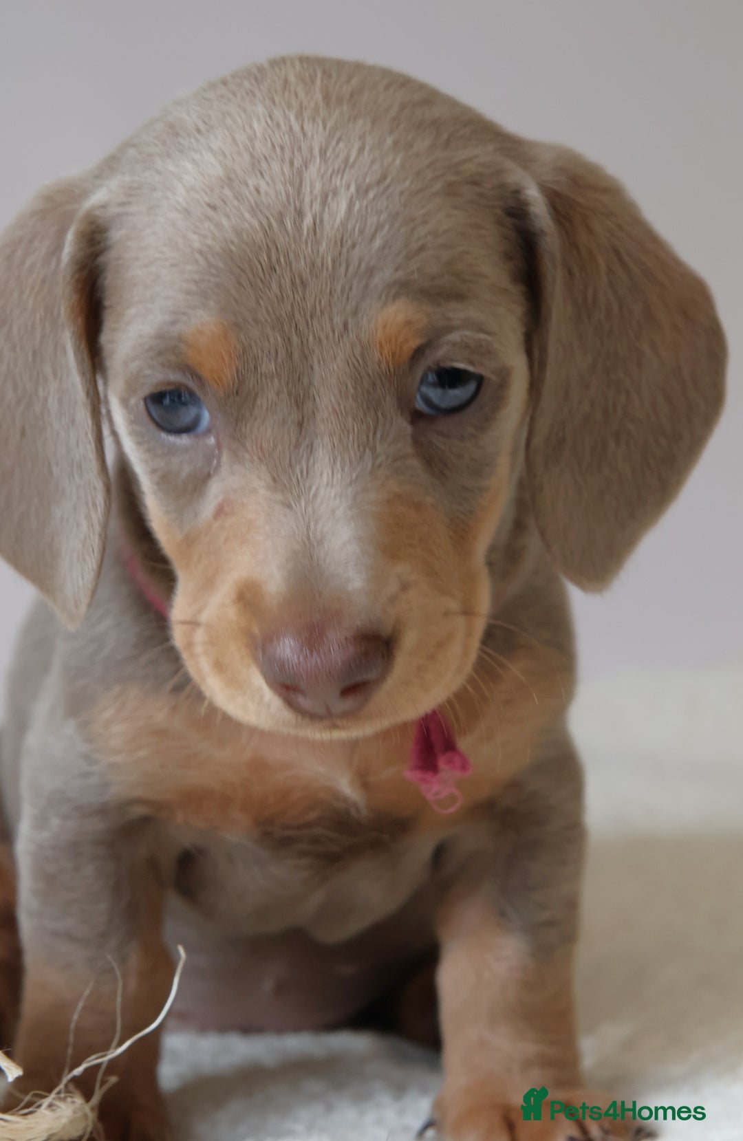 Miniature Dachshund dogs for sale:  🌟5StarsLicense+Holistic+KC+VetChecked+PRA Clear+ - Image 14