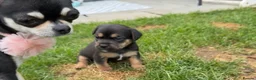 Mixed Breed dogs for sale: Fluffy French puppie in Staines - Advert 8