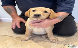 Labrador Retriever dogs for sale: 🩷Two Girls🩷 Fully Vaccinated-KC Labrador Puppies in Launceston - Image 4