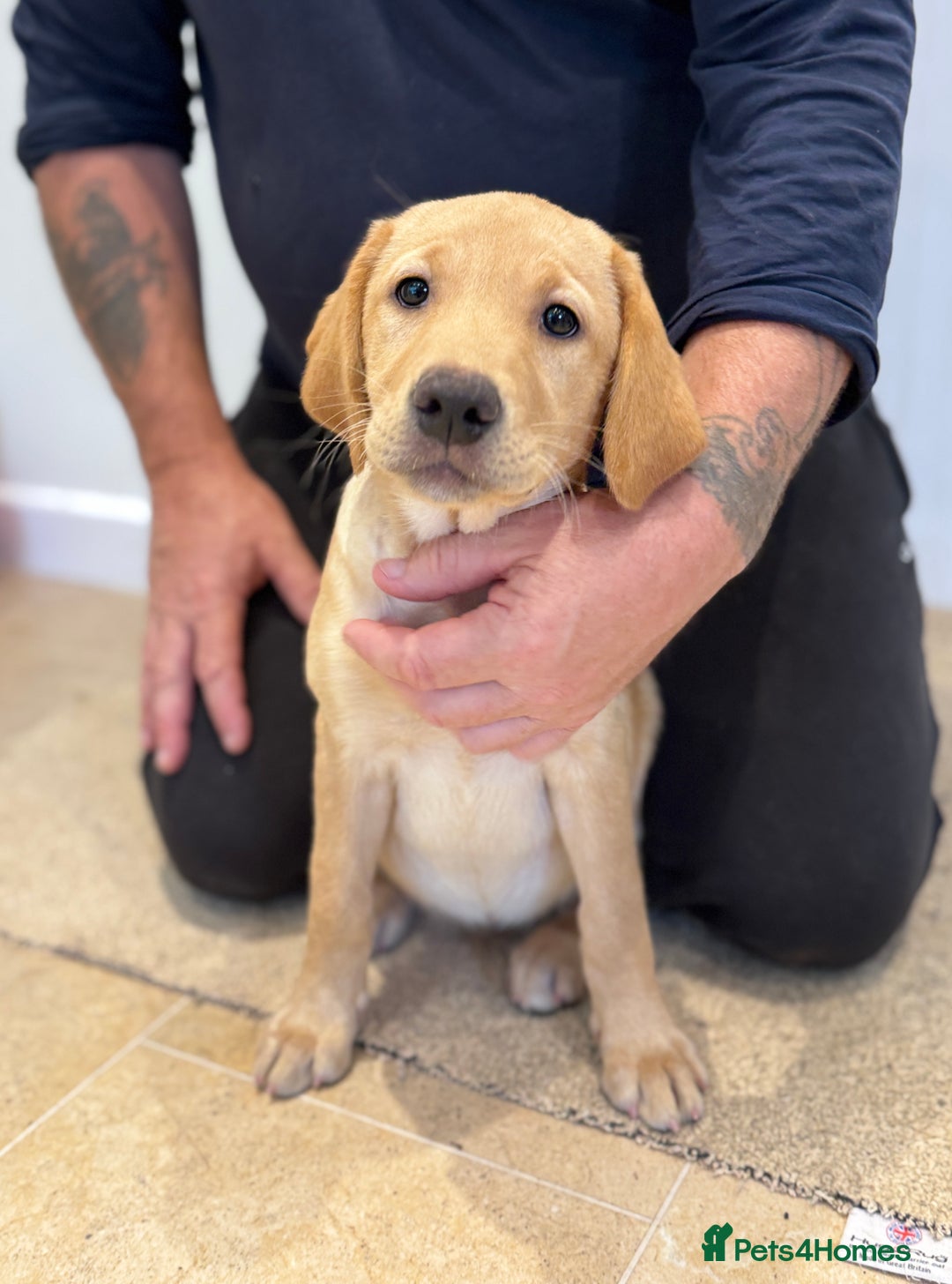 Labrador Retriever dogs for sale: 🩷Two Girls🩷 Fully Vaccinated-KC Labrador Puppies in Launceston - Image 4