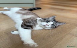 Persian cats for sale: 2 Year Old Persian / Mixed (shorthair) Cat - Image 1