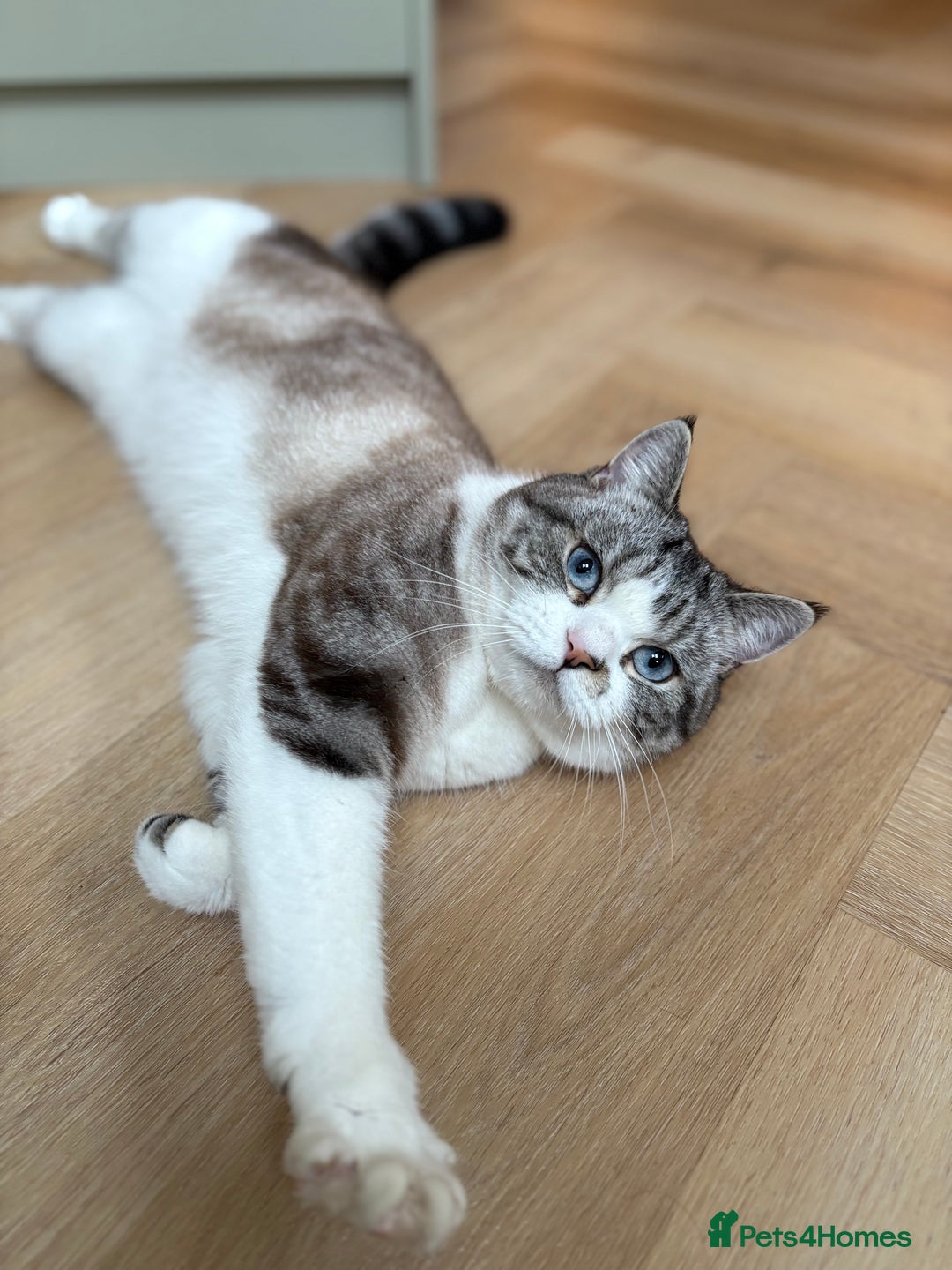 Persian cats for sale: 2 Year Old Persian / Mixed (shorthair) Cat - Image 1