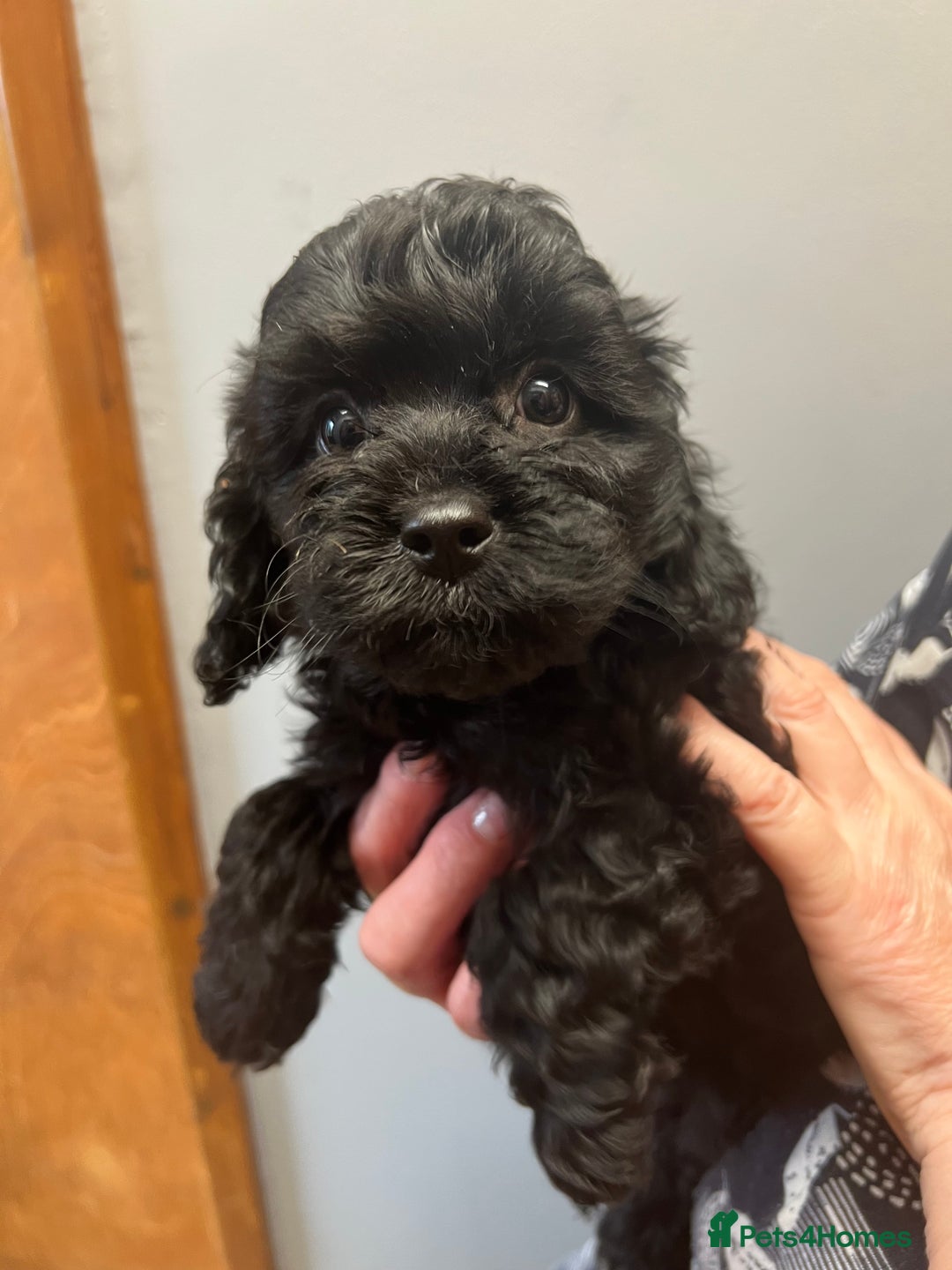 Cavapoo dogs for sale: Cavapoo puppies  - Image 10