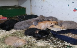 French Lop rabbits for sale: Giant French lops  - Image 9