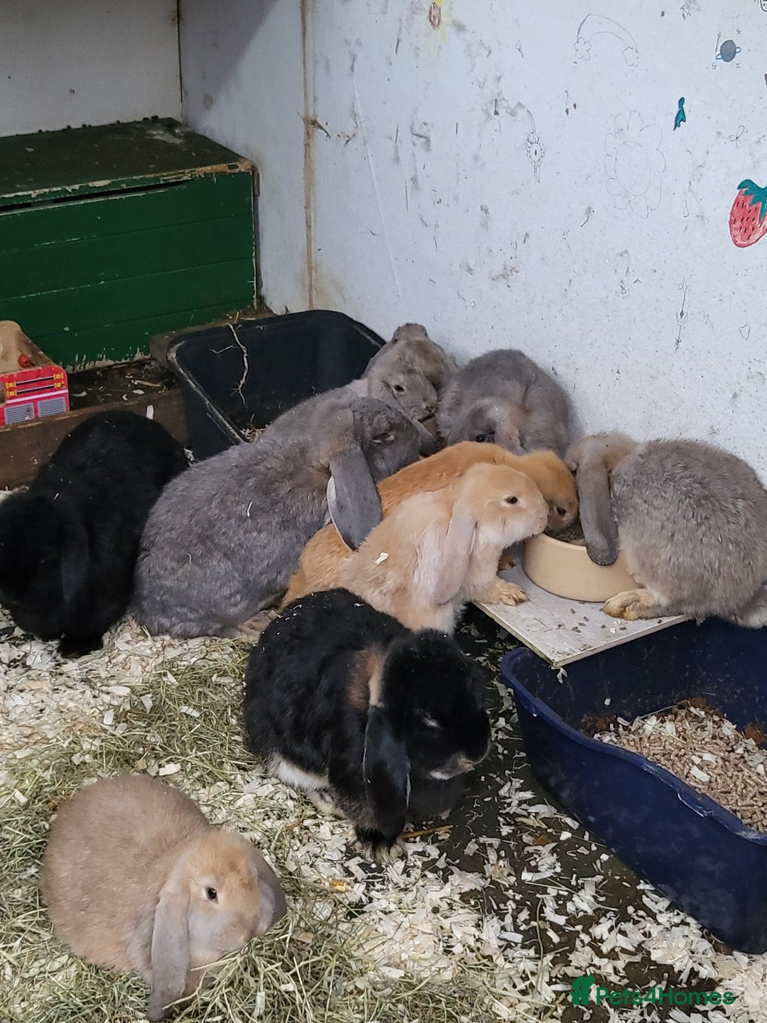 French Lop rabbits for sale: Giant French lops  - Image 9
