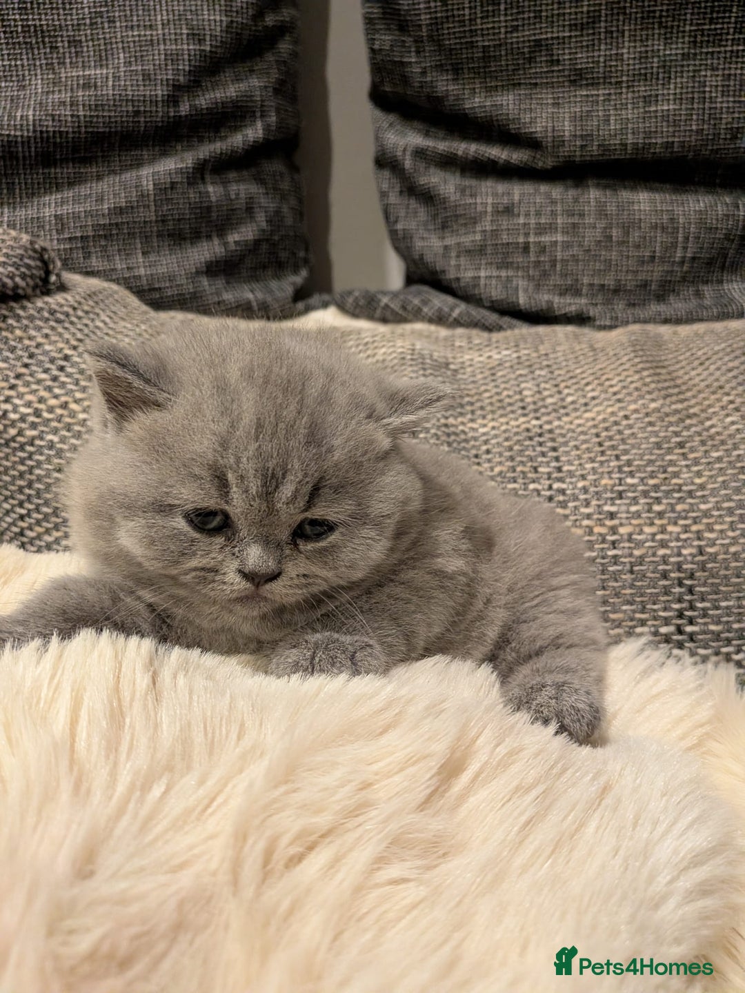 British Shorthair cats for sale: Multi-colour GCCF British Shorthair kittens  - Advert 5