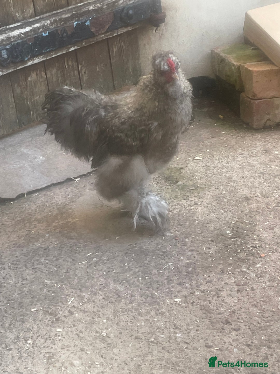 Chickens poultry for sale: FREE silkie cockerel (grey) FREE (20weeks) - Image 6