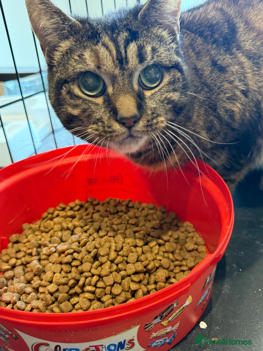 Mixed Breed cats for sale: [Indoors Only] Ivy sweetheart - Advert 4