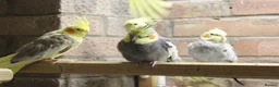 Cockatiels birds for sale: Young Cockatiels  - Advert 4