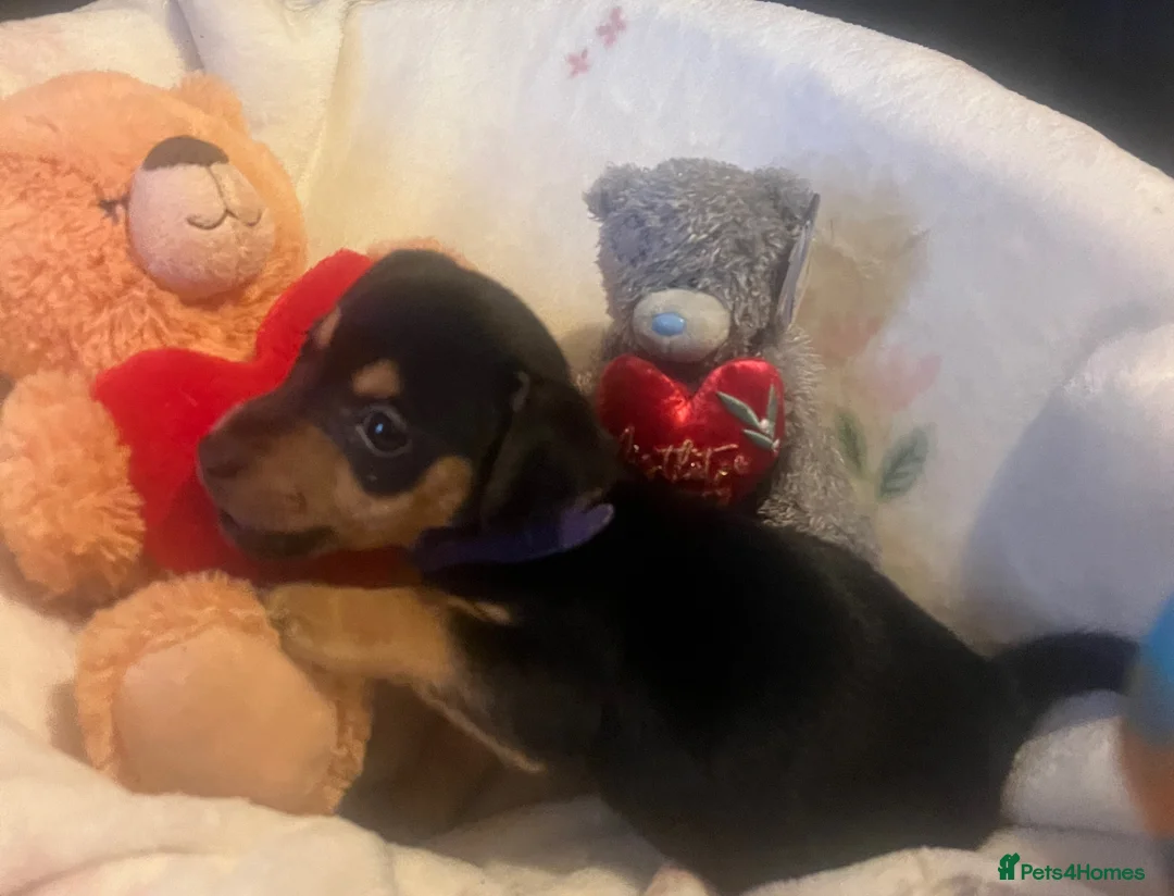 Jack Russell dogs for sale: Miniature rare natural bobtailed jack Russells - Advert 18