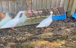 Ducks poultry for sale: Make and female white runner ducks - Image 2