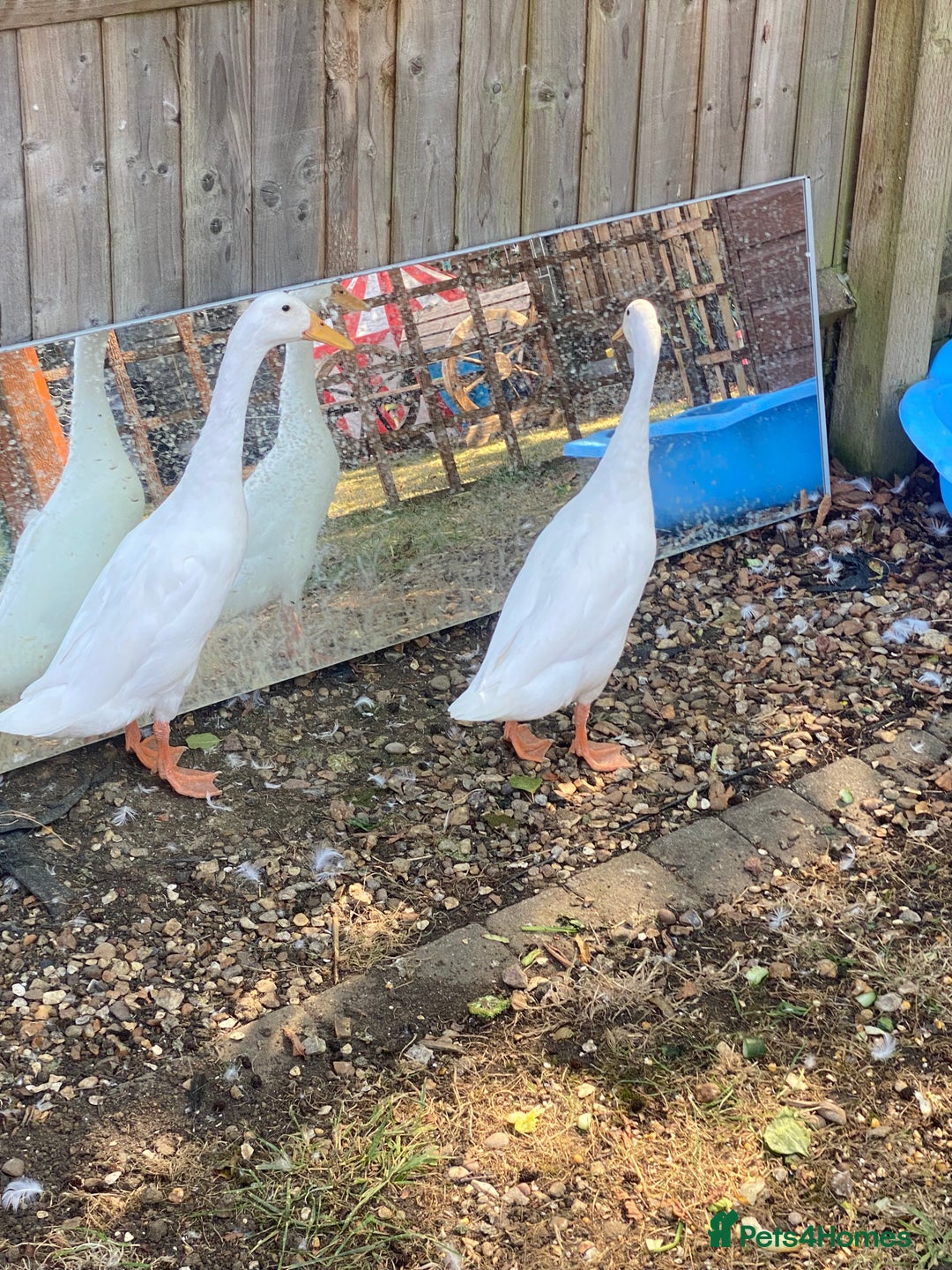 Ducks poultry for sale: Make and female white runner ducks - Image 2