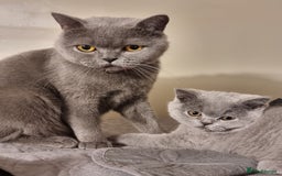 British Shorthair cats for sale: LAST Blue Female BSH Ready To Go Now GCCF Pedigree - Advert 10
