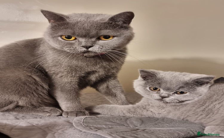 British Shorthair cats - Advert 4