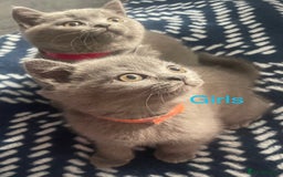 British Shorthair cats for sale: Beautiful British short hair kittens  - Image 9