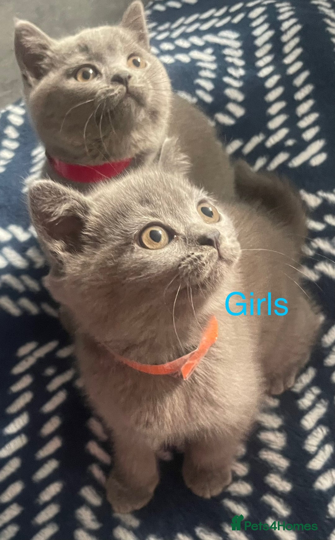 British Shorthair cats for sale: Beautiful British short hair kittens  - Image 9